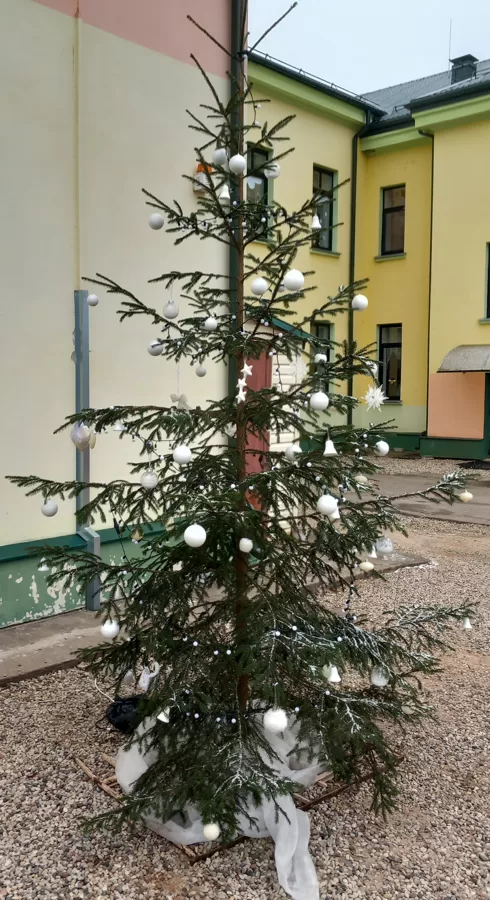 Eglītes iedegšana. /11.12.2024.