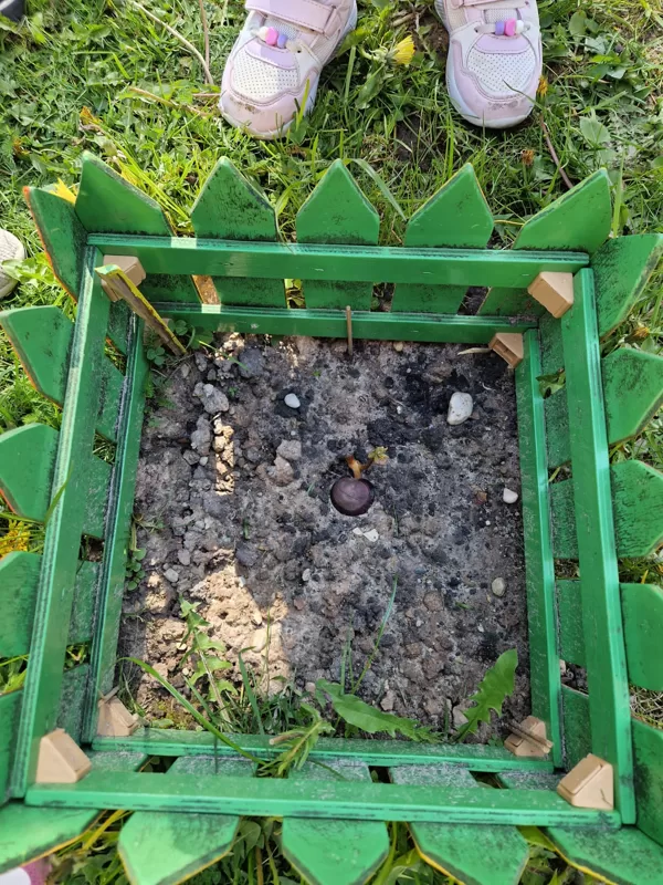 Visu maija mēnesi vērojām, kā aug mūsu iestādītais kastanītis...